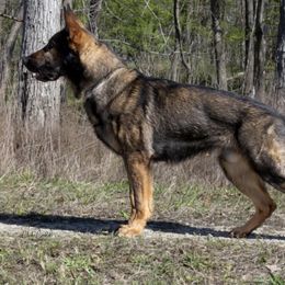 German Shepherds from Struenebach kennel