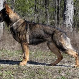 German Shepherds from Struenebach kennel