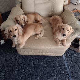 Dachshund Puppies from Leroux Creek Cream Dachshunds