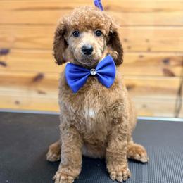 Grey Collar - Red  male Poodle puppy in Henagar, Alabama from Windy Oak Kennels
