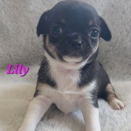 Lily - Black and white female Chihuahua puppy in Brook Park, Minnesota from North Star Chihuahuas