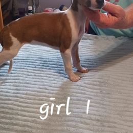 Girl 1 - Fawn female Whippet puppy in Virginia from RAJOPA WHIPPETS