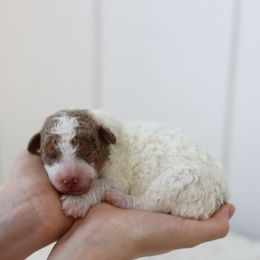 Girl 1 - Red merle female Aussiedoodle puppy in Omro, Wisconsin from Crystal Ridge Doodles