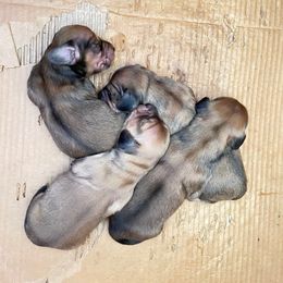 Dachshund Puppies from Rosehill Dachshunds