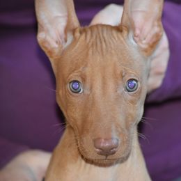 Z-Faro's A Leaf on the Wind "Wash" - Pharaoh Hound puppy in Willamsville, New York from Z-Faro Kennels