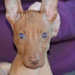 Z-Faro's A Leaf on the Wind "Wash" - Pharaoh Hound puppy in Willamsville, New York from Z-Faro Kennels