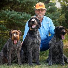 German Wirehaired Pointer All Grown Up from WyoWires German Wirehaired Pointers