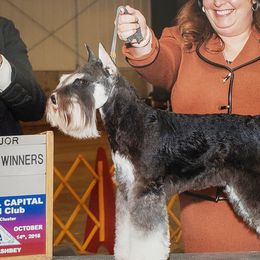 Zack - Miniature Schnauzer