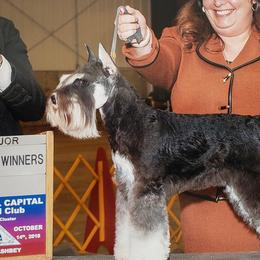 Zack - Miniature Schnauzer