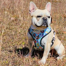 Atlas - French Bulldog