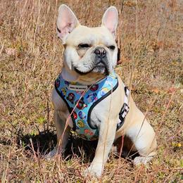 Atlas - French Bulldog