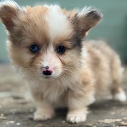 Chip (orange) fluffy - Sable merle and white male American Corgi puppy in East Oakdale, California from Rhettro Kennels