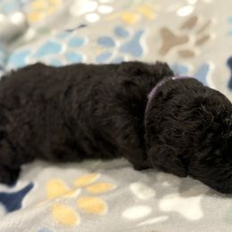 Goldendoodle and Poodle Puppies from Southern Stroll Poodles & Doodles