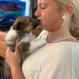 Chloe - Sable and white female Shetland Sheepdog puppy in Jefferson City, Missouri from Bax’s Babies