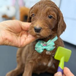 York - Teal collar male - Red  male Goldendoodle puppy in Yuciapa, California from AlltheDoodlez_