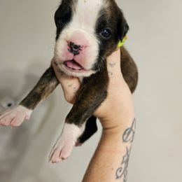 Girl 6 - Brindle female Boxer puppy in Piedmont, South Carolina from SmashBox Kennel