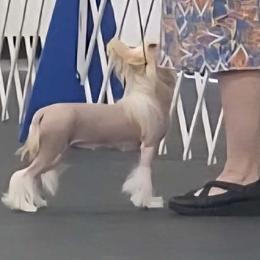 Chinese Crested Puppies from Zion's Chinese Cresteds