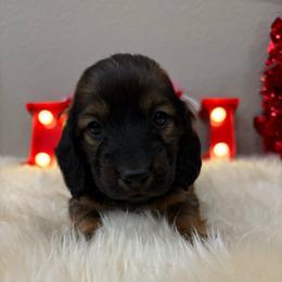 Red sable - Sable male Dachshund puppy in Pleasant Plains, Arkansas from JGBs Dachshunds
