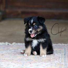 Kona - Black tri male Miniature Australian Shepherd puppy in Prague, Oklahoma from Clay Creek Aussies