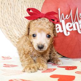 Girl 2 - Red  female Poodle puppy in Hugo, Oklahoma from Ann R.