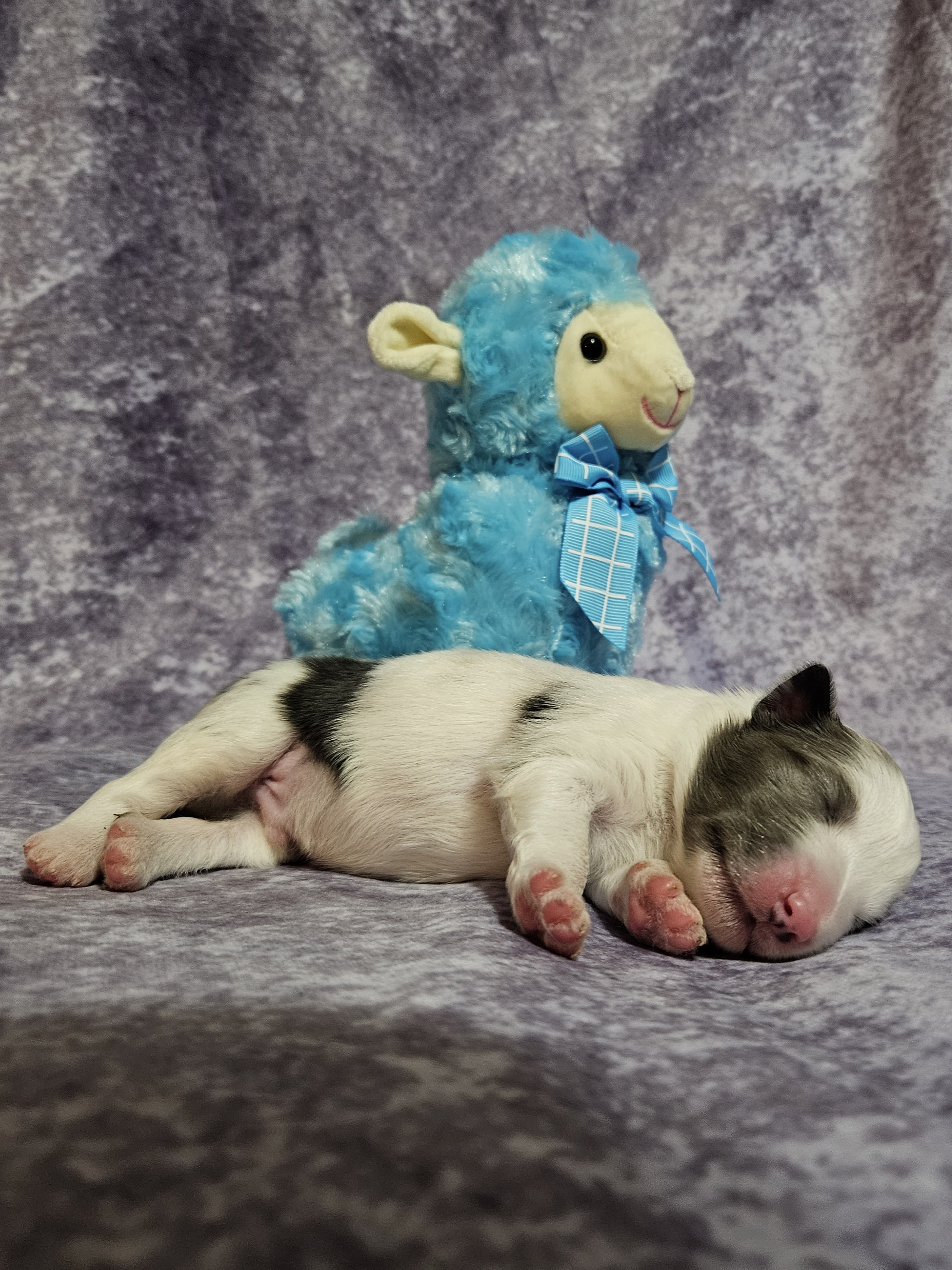 Shetland Sheepdog Puppies from Henotic Homestead's Shetland Sheepdogs