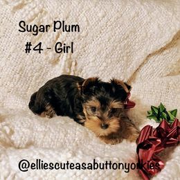 Sugar Plum - Black and gold female Yorkshire Terrier puppy in New Holland, Pennsylvania from Ellie's Cute as a Button Yorkies