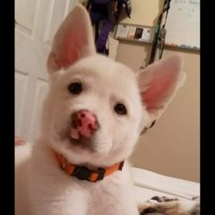 Sporty Mix Puppies from Eternal Symmetry