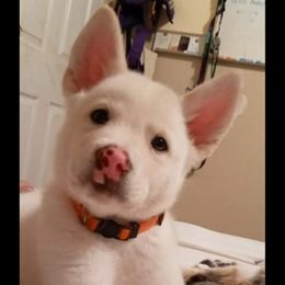 Sporty Mix Puppies from Eternal Symmetry