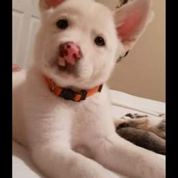 Sporty Mix Puppies from Eternal Symmetry