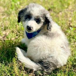 Charlie - Blue merle male Aussiedoodle puppy in Eastman, Georgia from Dood B Ranch