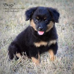 Bugs - Black male Miniature Australian Shepherd puppy in Evant, Texas from Lazy VT Bar Ranch