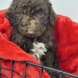 Vixen - Chocolate male Cavapoo puppy in Austin, Texas from Doodles of Central Texas