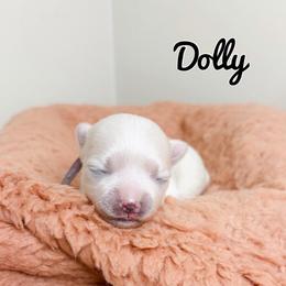 Dolly - White female Maltese puppy in Morehead, Kentucky from Paw Perfect Pets