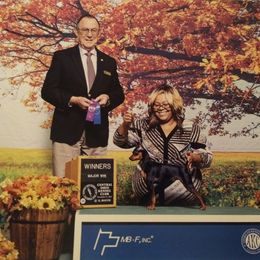 Witzend Love On The Rocks - Miniature Pinscher