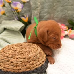 Mr. Green - Golden rust male Vizsla puppy in Lexington, Kentucky from Summit Vizsla (we can deliver to you)