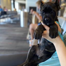 Cane Corso Puppies from Royal Class Kennels