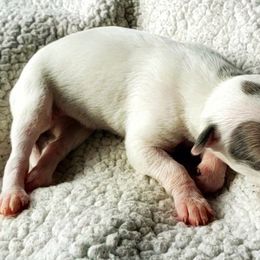 Star - White and blue brindle Whippet puppy in Delaware, Ohio from Unionblue Whippets