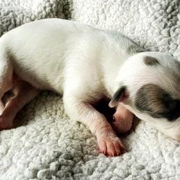 Star - White and blue brindle Whippet puppy in Delaware, Ohio from Unionblue Whippets