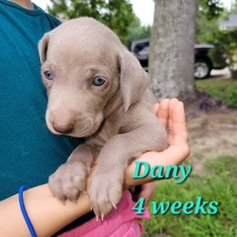 Dany - Gray female Weimaraner puppy in Kingwood, Texas from Desert Rose Weimaraners