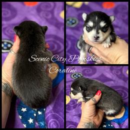 Coraline - Black and white female Pomsky puppy in Rossville, Georgia from Scenic City Pomskies