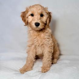 Amberley (Yellow) - Apricot female Goldendoodle puppy in Portland, Oregon from Smith Family Doodles