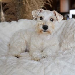 Sunni - Miniature Schnauzer