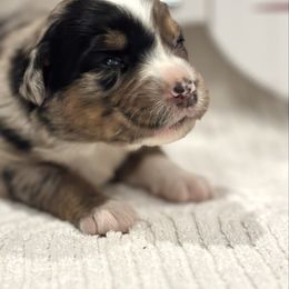 Sookie - Blue merle female Australian Shepherd puppy in Uvalda, Georgia from Happy Ours Australian Shepherds