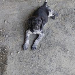 Girl 2 - Black roan female German Shorthaired Pointer puppy in Keswick, Virginia from Copper Ridge Stables