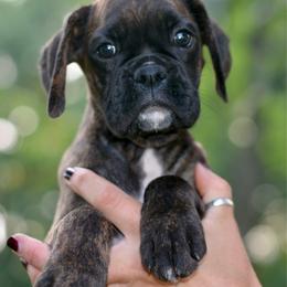 Candy Apple - Brindle female Boxer puppy in Forest City, Iowa from Mt Valley Boxers