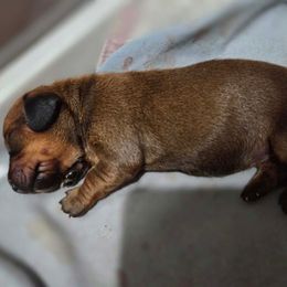 Glitter - Red female Dachshund puppy in Centuria, Wisconsin from Petite FurryTails