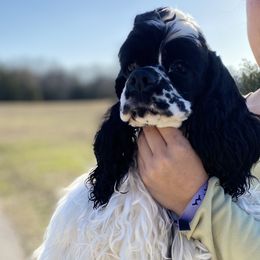 Lucky - Cocker Spaniel