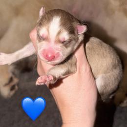 Lark - Chocolate male Pomsky puppy in Centerville, Iowa from LJ Kennels Pomskies, LLC