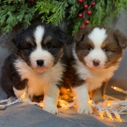 Hank - Black male Miniature American Shepherd puppy in Clinton, Missouri from Mockingbirds American Minis