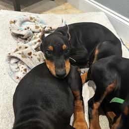 Doberman Pinscher Puppies from New Horizons Kennels